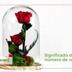 El Significado de Numero de Rosas en un Ramo: Un Lenguaje de Amor Florido